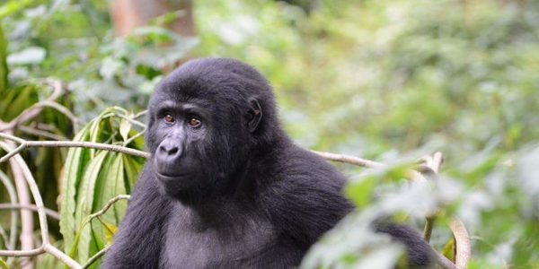 3 Days gorilla trekking safari Uganda from Kigali - Wild Jungle Trails Safaris Uganda