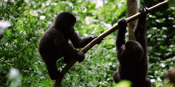 4 Days double Gorilla Trekking Safari Bwindi National Park - Wild Jungle Trails Safaris