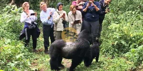 5 Days Gorilla and White water rafting Safari Uganda - Wild Jungle Trails Safaris