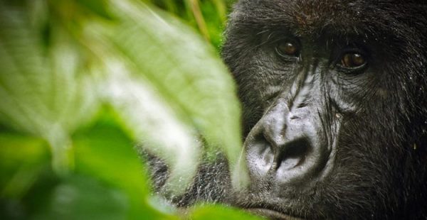 gorilla trek in Virunga National Park - 6 Days