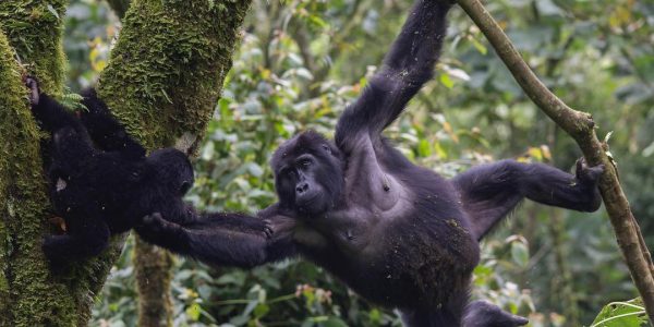 Gorilla and baby - 16 Days Uganda wildlife, Gorilla and Chimpanzee trekking safari - Wild Jungle Trails Safaris