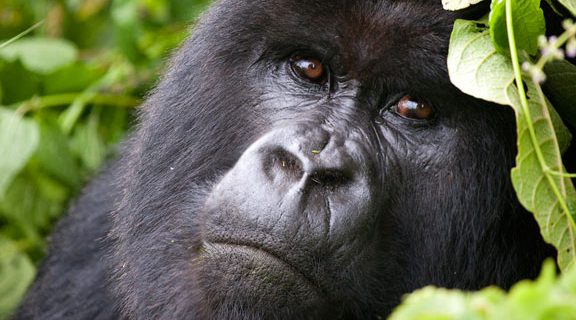 Gorilla trekking in Virunga National Park Congo