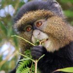 Rwanda Safaris golden monkey trekking rwanda - Wild Jungle Trails Safaris
