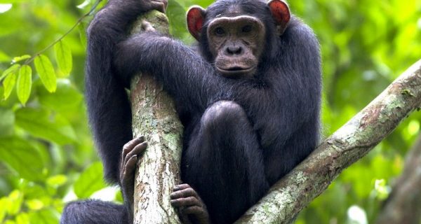 chimpanzee trekking in Virunga National Park Congo