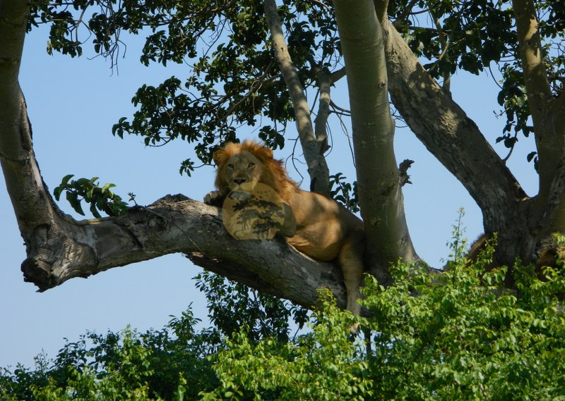 climbing Lions in Uganda Wildlife Safaris
