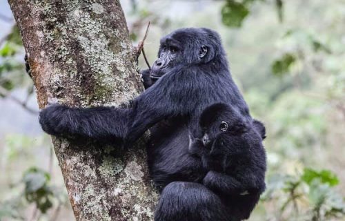 3 Days Bwindi Uganda Gorilla Trekking Safari