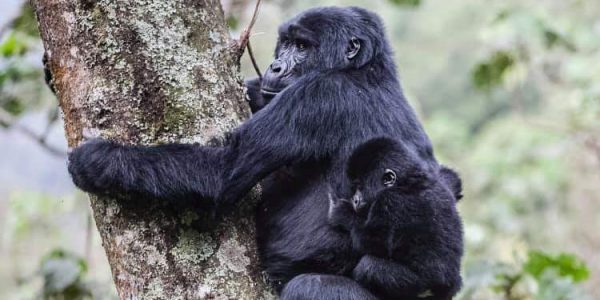 3 Days Bwindi Uganda Gorilla Trekking Safari