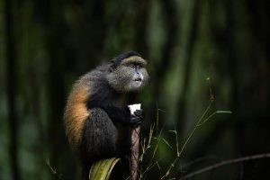 Golden Monkey Tracking Uganda - Wild Jungle Trails Safaris Uganda