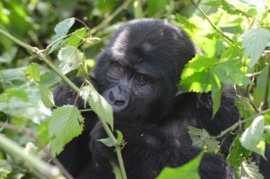 4 Days double Gorilla Trekking Safari Bwindi - Wild Jungle Trails Safaris