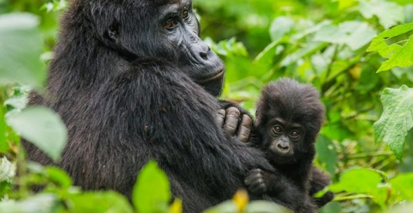 5 Days Congo gorilla safari