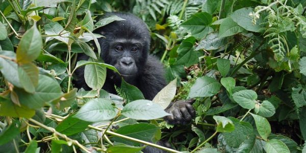 9 Days Uganda chimpanzee trekking and Primate Safari, Gorilla trekking in Uganda