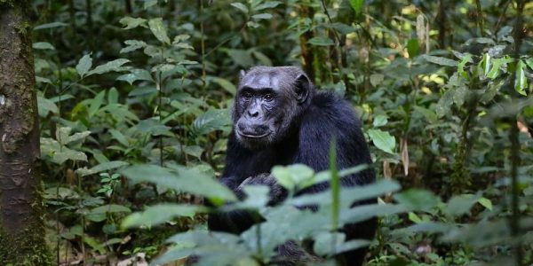 9 Days Uganda chimpanzee trekking and Primate Safari - Wild Jungle Trails Safaris