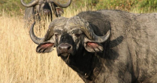 African buffalo in kibale national park