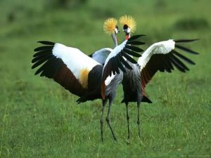 Bird species in Uganda - Wild Jungle Trails Uganda