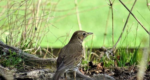 Bird watching in Gishwati-Mukura National Park