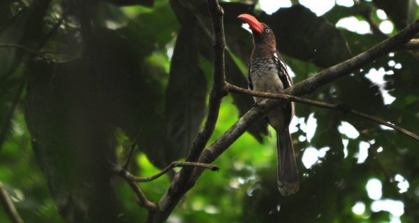 Birding activity in Semuliki National Park