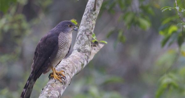 Birding in Mount Elgon National Park