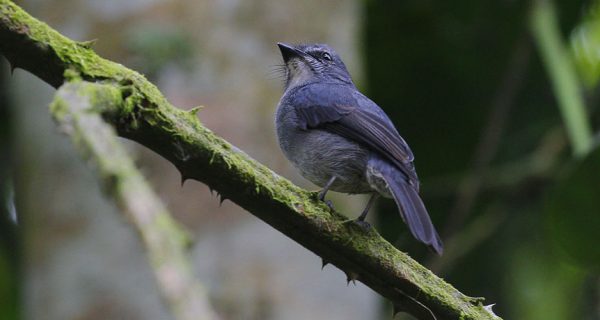 Birds in Kibale Forest National Park