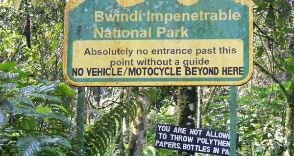 Bwindi Impenetrable National Park - Wild Jungle Trails Safaris.jpg