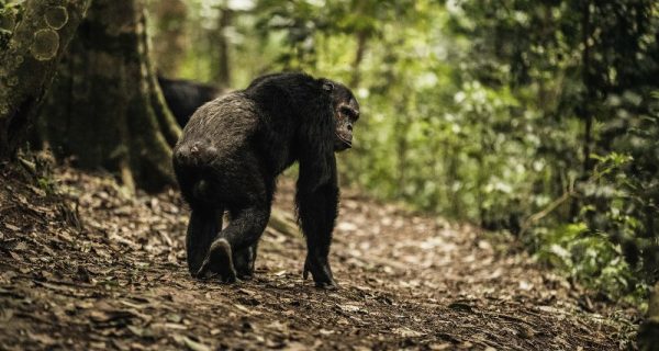 Chimpanzee tracking in Gishwati-Mukura National Park