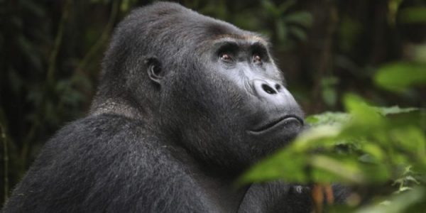 Congo gorilla safaris – Mountain and Lowland Gorillas /congo safaris