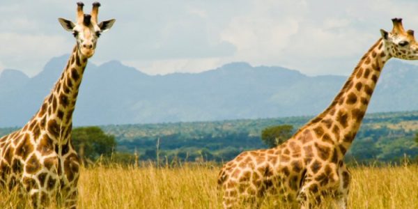 Game viewing in the kidepo valley national park