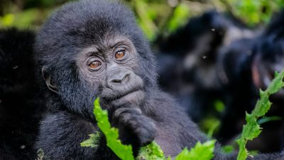 Gorilla-Trekking-Permits
