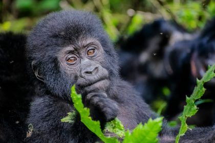 Gorilla-Trekking-Permits