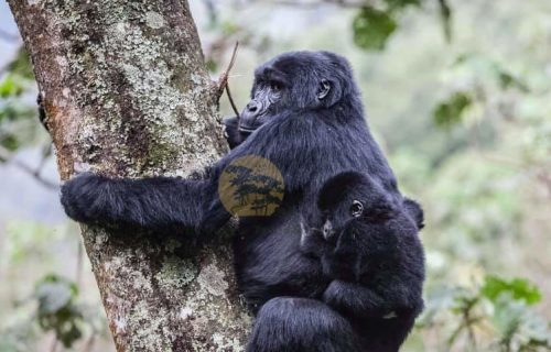 Gorilla Trekking Safari in Uganda