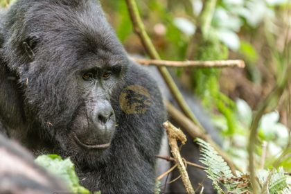 Gorilla Trekking Uganda, budget gorilla safaris - Wild Jungle Trails Safaris Uganda
