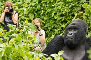 Gorilla trekking in Virunga National Park