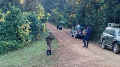 Gorilla trekking made easy: Silverback Gorilla and family come to Rushaga sector tracking start point