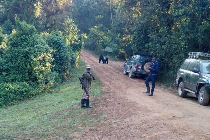 Gorilla trekking made easy: Silverback Gorilla and family come to Rushaga sector tracking start point