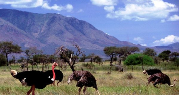 Kidepo Valley National Park Uganda