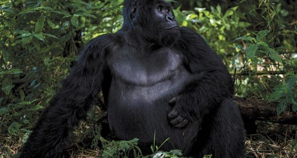 Mountain Gorilla in Virunga National Park Congo