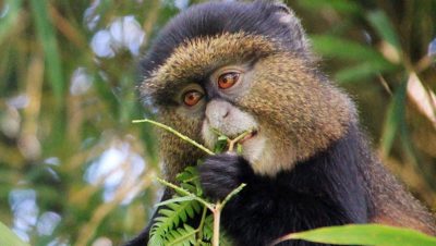 Rwanda Safaris golden monkey trekking rwanda - Wild Jungle Trails Safaris