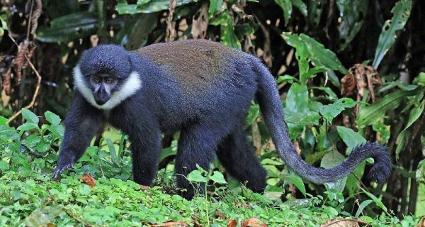 Wildlife in Gishwati-Mukura National Park