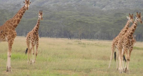 Wildlife in Semuliki National Park