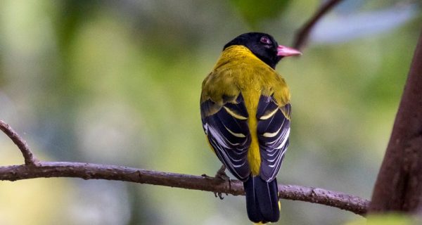 birds in Bwindi Impenetrable National Park