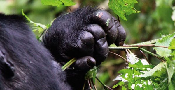 14 Days Rwanda tour and Uganda gorilla safari