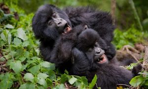 3 Days Gorilla Safari Rwanda