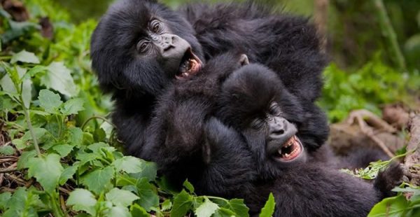 3 Days Gorilla Safari Rwanda