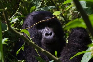 4 Days Rwanda Golden Monkey Tracking & Gorilla Trekking Tour Uganda