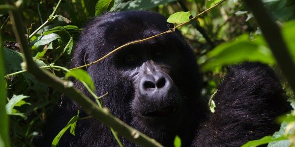 4 Days Rwanda Golden Monkey Tracking & Gorilla Trekking Tour Uganda