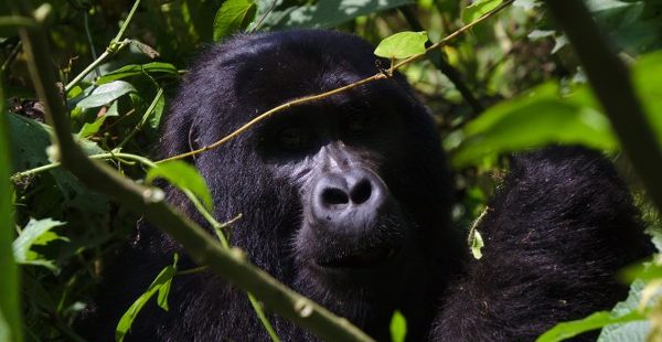 4 Days Rwanda Golden Monkey Tracking & Gorilla Trekking Tour Uganda