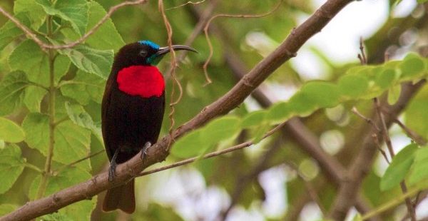 Bird of Akagera National Park