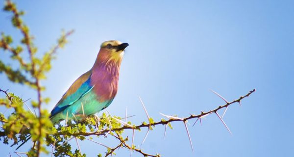 Birding in Kenya safaris