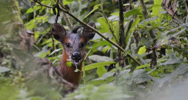 Black-fronted duiker in Volcanoes National Park