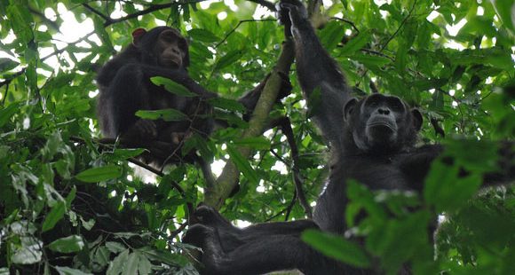 Chimpanzee tracking in rwanda