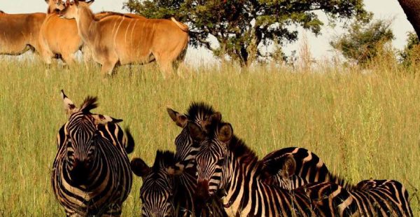 Game drive in Akagera National Park